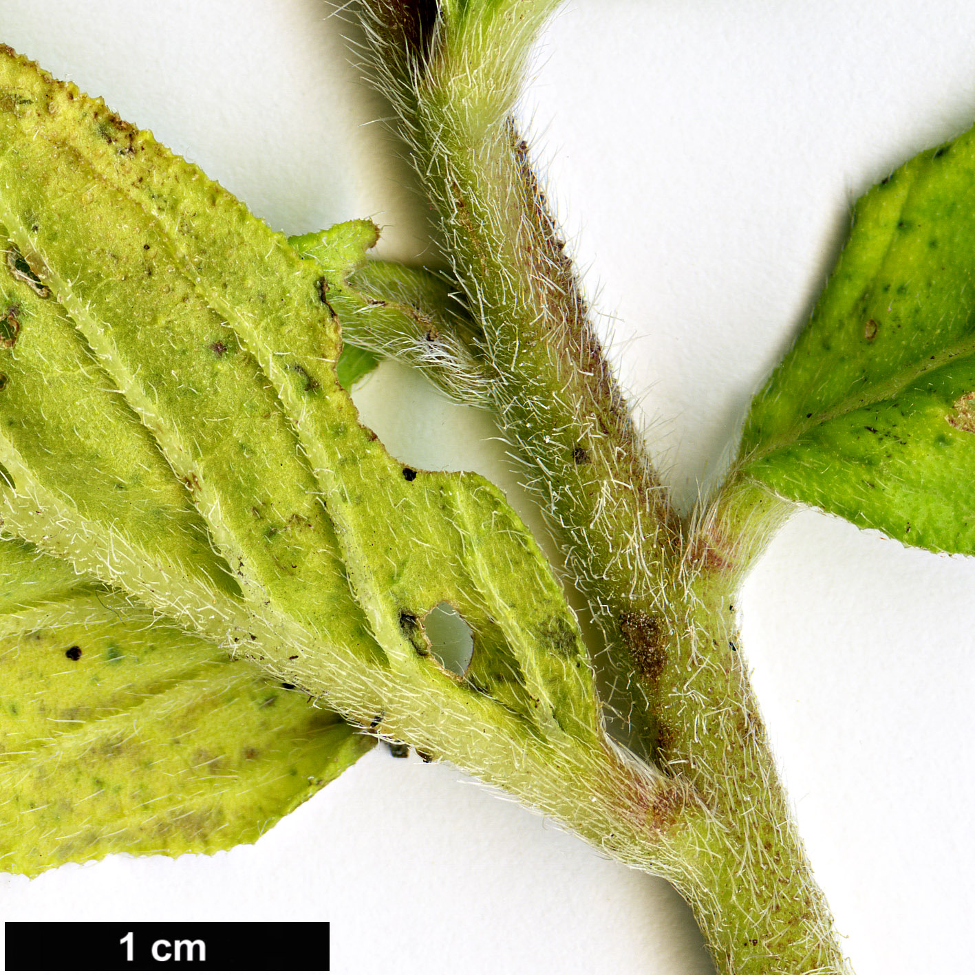 High resolution image: Family: Boraginaceae - Genus: Echium - Taxon: strictum - SpeciesSub: subsp. exasperatum